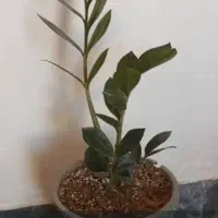 گل های زینتی|گل و گیاه طبیعی|آبدانان, |دیوار