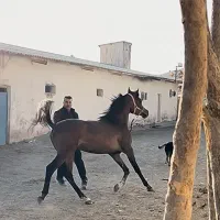 اسب دوسر|اسب و تجهیزات اسبسواری|فردیس, شهرک ارم|دیوار