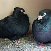 زاغ نر و ماده با جوجه برا فروش