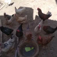مرغ و خروس بومی درجه یک