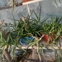 حراج حراج انواع گل|گل و گیاه طبیعی|شاهرود, |دیوار