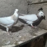 طوقی جوانه