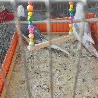 عروس هلندی جفت|پرنده|اندیشه, اندیشه فاز ۱|دیوار