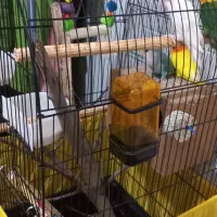 کوتوله برزیلی طوطی