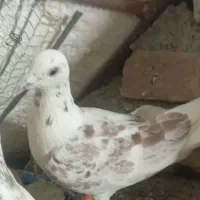 یک سار ماده امروز گم کردم