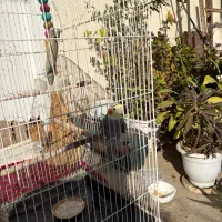 پرنده عروس هلندی سخن‌گو