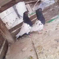 کفتر کله دم سیاه|پرنده|پیر بکران, |دیوار