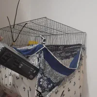 کفتر خوب تزئینی مرغ عشق قناری معاوضه|پرنده|قرچک, میرزائی شمالی|دیوار