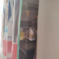 قفس کوتوله سر هلویی مولد|پرنده|خمینی‌شهر, |دیوار