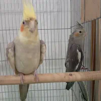 جوجه عروس ..وعروس نر بالغ رام|پرنده|ساری, |دیوار