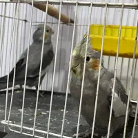 جوجه عروس هلندی سخنگو|پرنده|اهواز, منازل کارون|دیوار