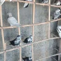 ۲۰ عدد کبوتر