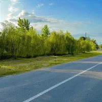 250-متر-زمین-کاملا-مسکونی-منگوده-چند-قدمی-گلسار