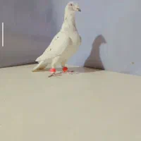 چندتا کبوتر مقبول پرشی و جفتگاه