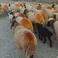 گوسفند میش و بره