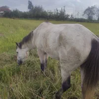 اسب|اسب و تجهیزات اسب‌سواری|ماکلوان, |دیوار