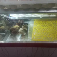 دستگاه جوجه کشی|لوازم جانبی حیوانات|تربت جام, معدآباد|دیوار