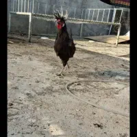 مرغ و خروس سلطان و لهستانی  معاوضه با قناری و کفتر|پرنده|ایذه, |دیوار