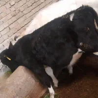 گوساله نر.گوساله