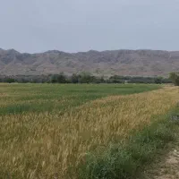 زمین-زارعی-کشت-دیم