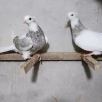 کبوتر طوقی|پرنده|کرمانشاه, |دیوار