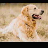 گلدن رتریور