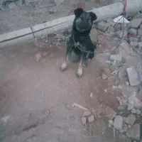 سگ ۵ماه|سگ|کرمان, |دیوار