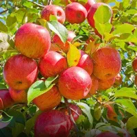 کودهای ارگانیک معجزه کیفیت و کمیت محصولات شما