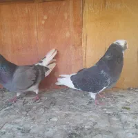 ۵۰ تا کفتر یجایی|پرنده|شهریار, شهریار|دیوار