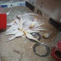 عروس هلندی البینو|پرنده|گرگان, |دیوار