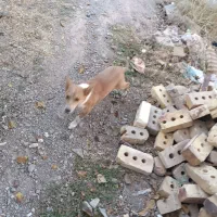 توله سگ ولش کورگی|سگ|باخزر, |دیوار