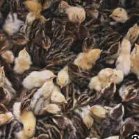 تخم و جوجه بلدرچین|حیوانات مزرعه|کاشمر, |دیوار