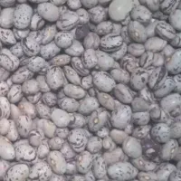 لوبیا چیتی کوشا