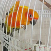 طوطی خورشیدی|پرنده|نیشابور, بنیاد شهید|دیوار