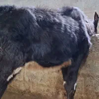 گوساله ماده
