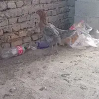 مرغ لاری همه باهم ۱۸۰۰|حیوانات مزرعه|گنبد کاووس, |دیوار