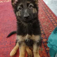 سگ ژرمن