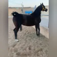 مادیان مشکی دوسر خارجی