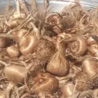 خریدنقدی پیاززعفران مشهد