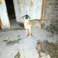 سرپرستی حیوان  پاکوتاه درسلامت کامل واکسن زده|سگ|دورود, |دیوار