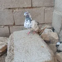 کبوتر کله قژ