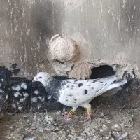 سار سرور هفترگ رنگی المانی پلاکی.