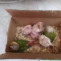 جوجه عروس لوتینو و گرینچیک سرلاکی|پرنده|علیآباد کتول, |دیوار