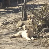 سگ پاکوتاه جفت