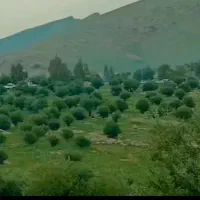 زمین مسکونی