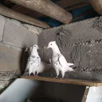 سه عدد طوقی خوب|پرنده|یاسوج, |دیوار