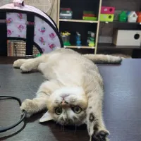گربه بریتیش