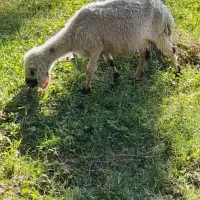 میش دوبره|حیوانات مزرعه|بم, |دیوار