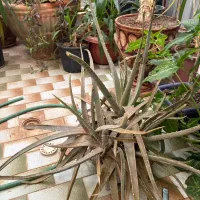 فروش گل|گل و گیاه طبیعی|مبارکه, |دیوار