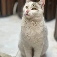 واگذاری گربهdsh|گربه|قم, زنبیل آباد|دیوار